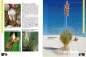 Preview: Faszination Bunt – Die Welt der panaschierten Yuccas